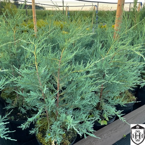 Juniperus scopulorum 'Wichita Blue' - Kaljukadakas 'Wichita Blue'